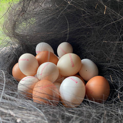 Pastured Organic Eggs 10pcs