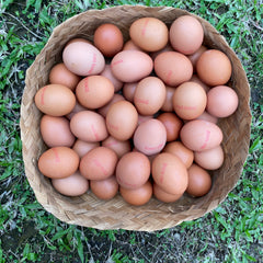 Free Range Organic Eggs - 10pcs